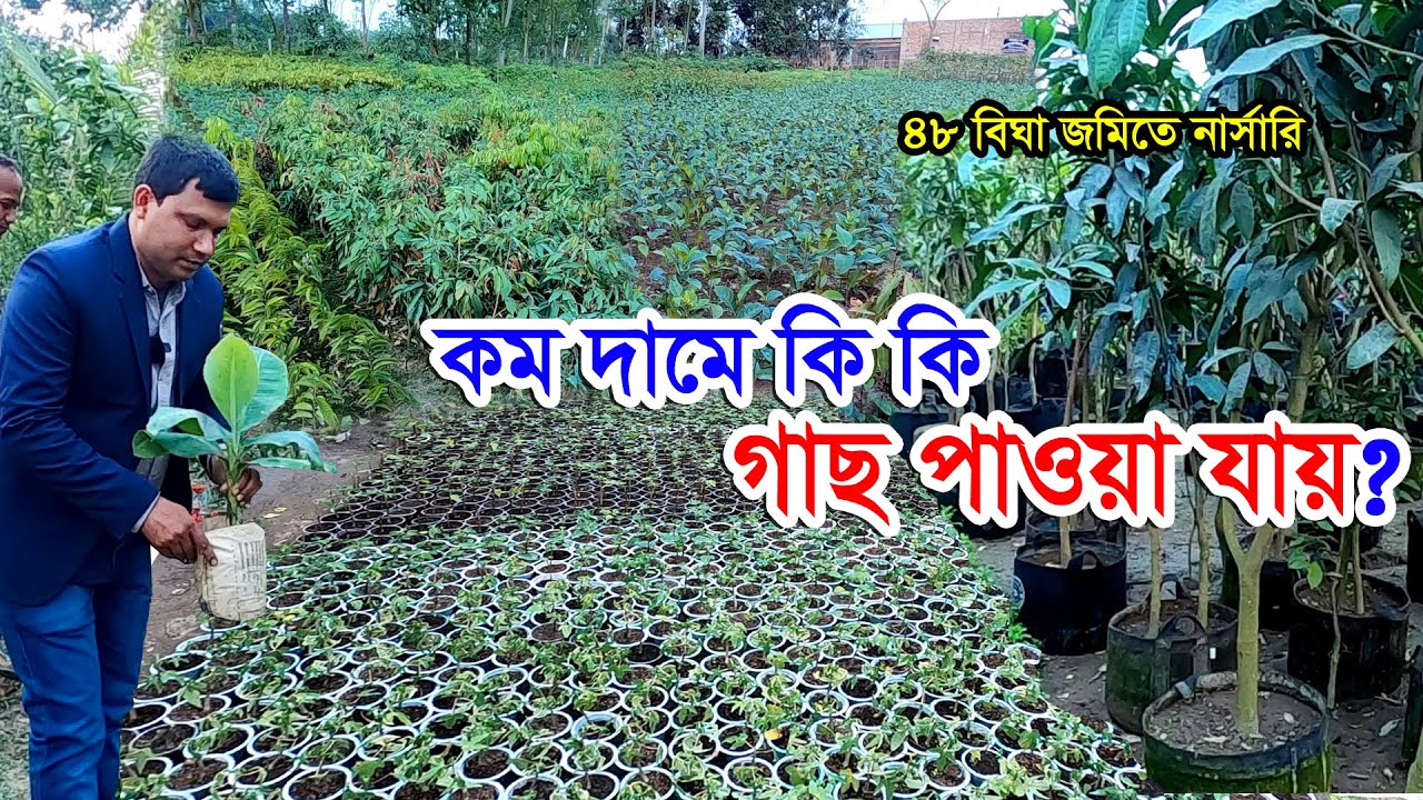 সবচেয়ে বড় গাছের নার্সারি | কম দামে পাওয়া যাচ্ছে ফলের গাছ | নার্সারিতে সব ধরনের গাছের দাম কত