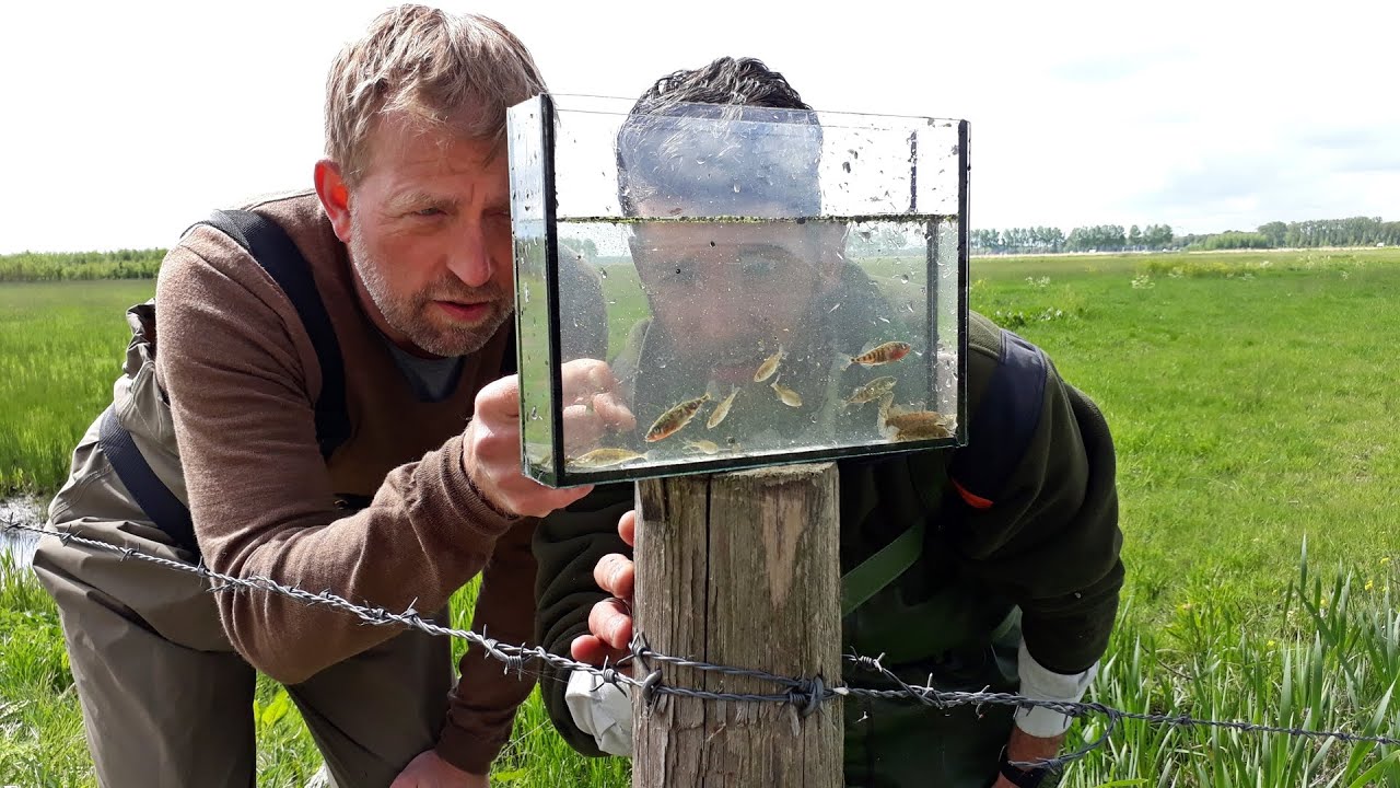 BuitenGewoon 1 juni 2019 - Lingezegen