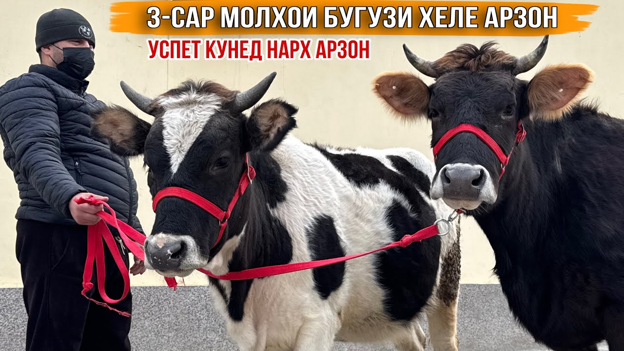 МОЛҲОИ АРЗОН УСПЕТ КУНЕД НАВОРИ НАВ 20 января 2026 г.
