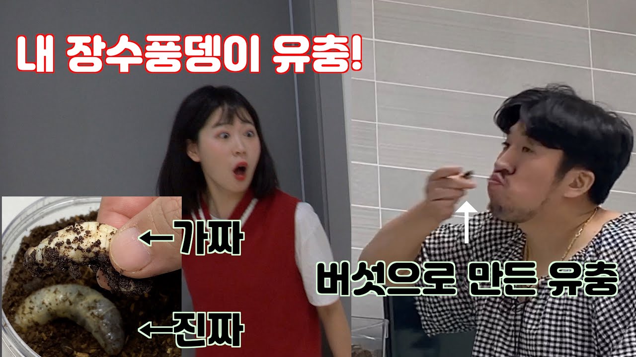 (ENG/몰카) 여사친이 키우는 장수풍뎅이 애벌레를 먹어버린다면???