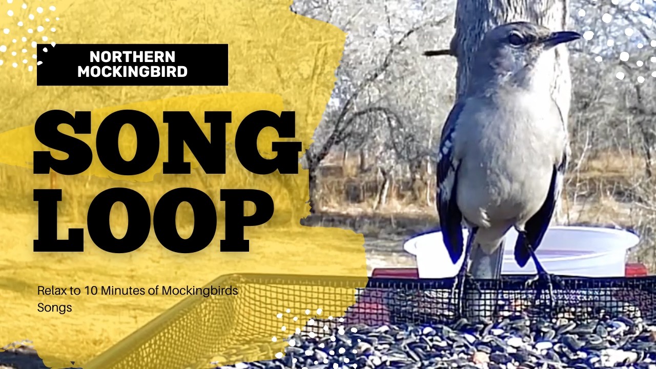 Relaxing Northern Mockingbird Song — 10 Minute Nature Sound