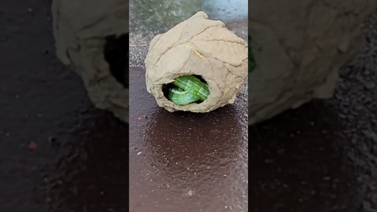 inch worm inside wasp nest