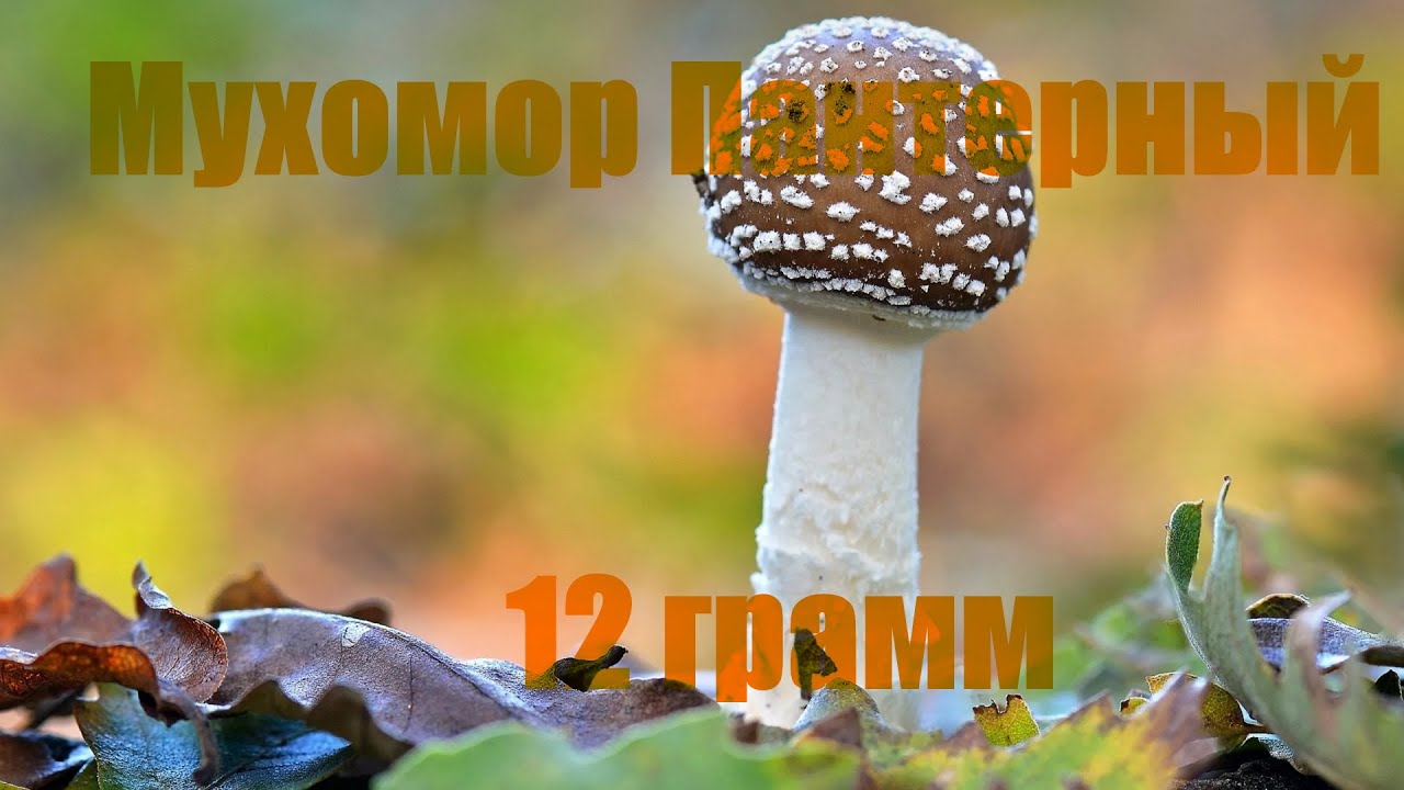 🍄Мухомор пантерный 12 грамм (групповой заныр с ночёвкой в лесу)