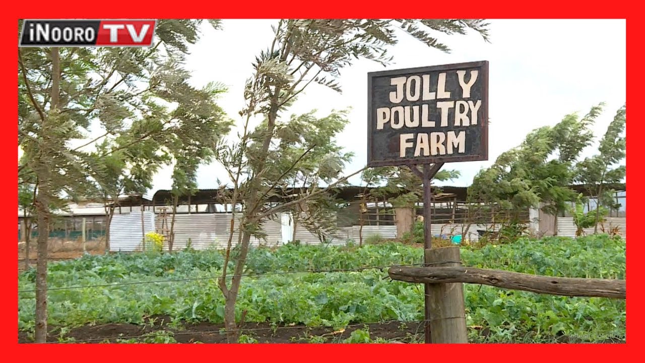 Ũrĩithia wa ngũkũ mũgũnda-inĩ wa Jolly Farm, Kajiado; #MũgamboWaMũrĩmi PART 2