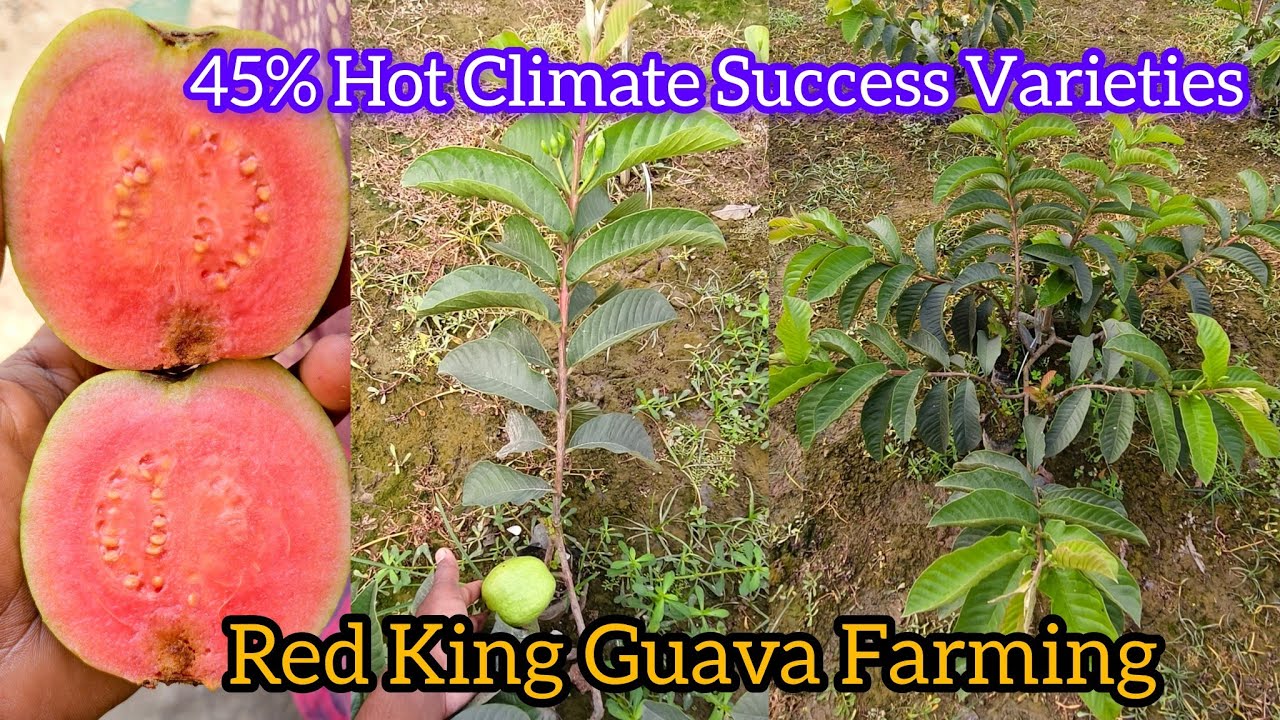 Red King Guava Farming,,, 45% Hot Climate Success Varieties A to Z Full Jankari 
