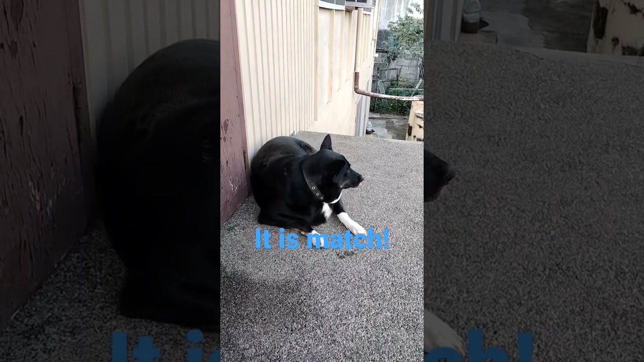 Paw-sitive Vibes GoodJob Baby Lucky ! Superhero dog.... Story of a hero Part 1