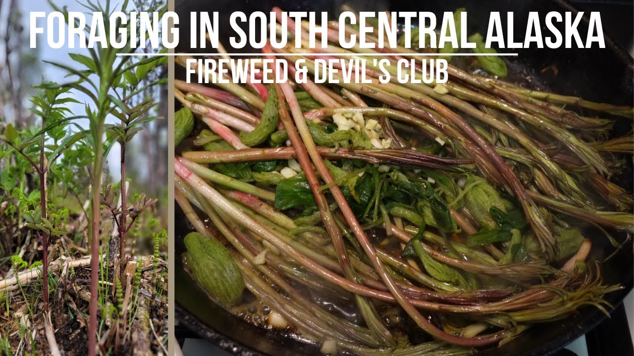 Foraging In South Central Alaska | Fireweed and Devil's Club