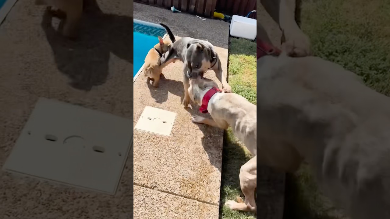 What do you do when a dog fight breaks out????