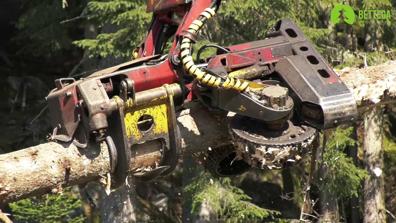 L'INIZIO DELLA NOSTRA FILIERA INIZIA DAL BOSCO