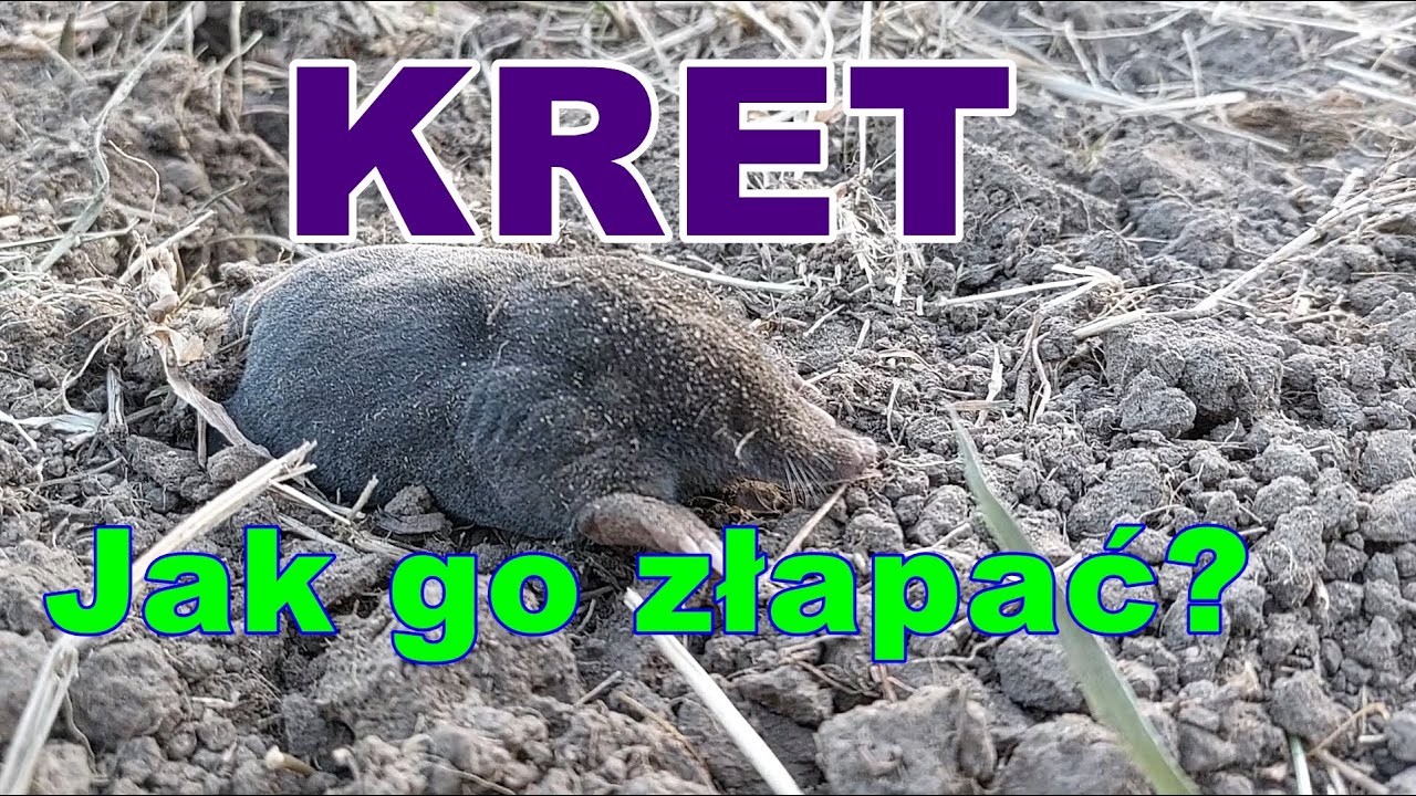 KRET- jak złapać kreta i co z nim zrobić?
