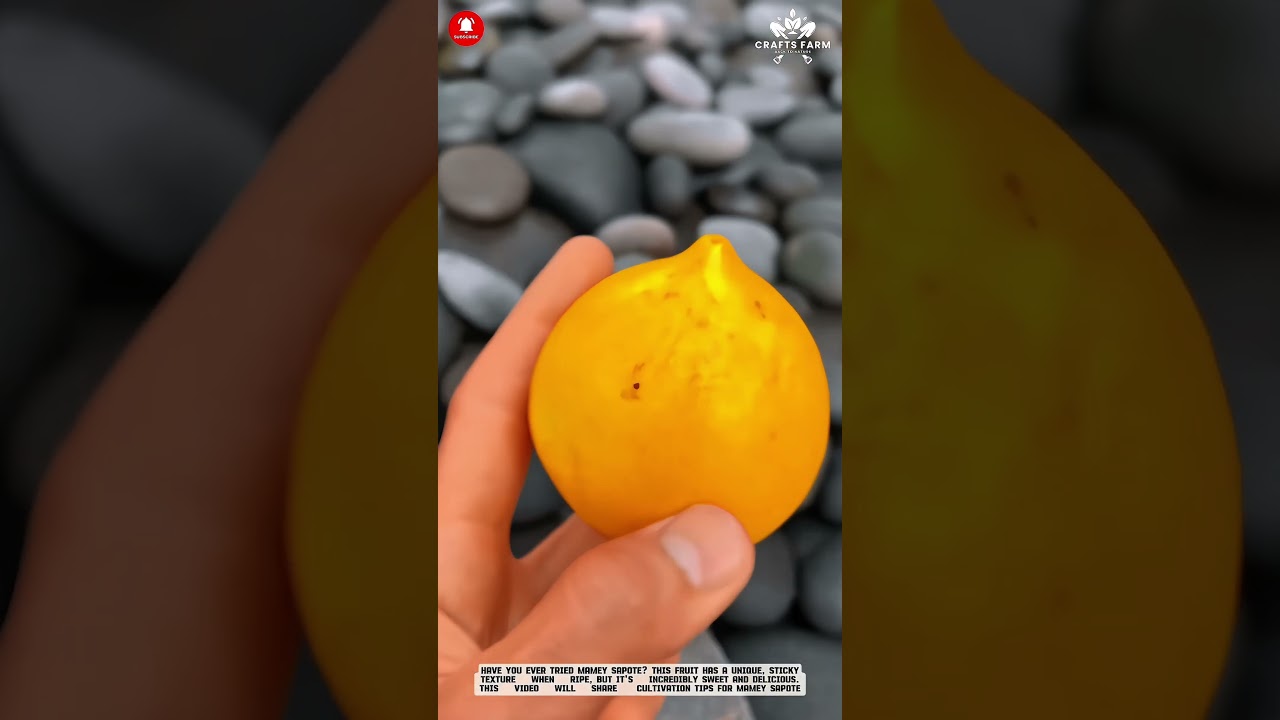 Gandaria Fruit: A Wealth of Tropical Flavors #farming #satisfying