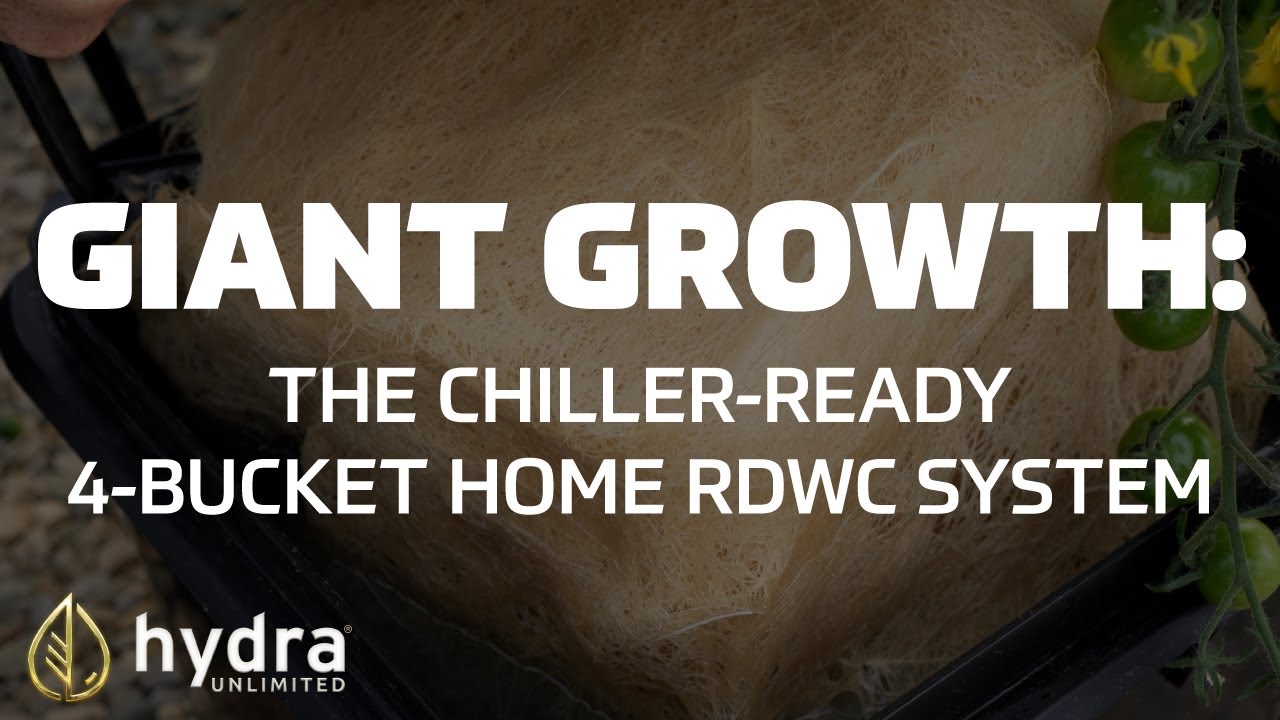 Giant Plant Growth: Our Chiller-Ready 4 bucket Home RDWC Hydroponic System