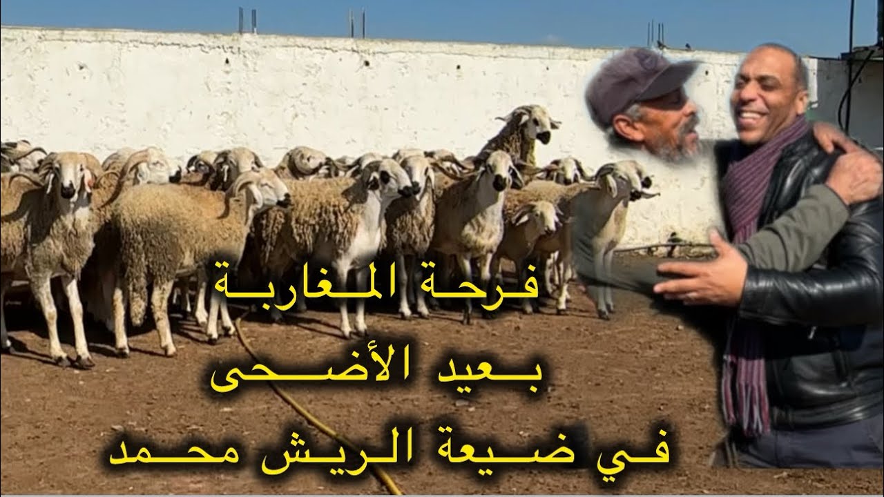 المغاربة فرحانين بعيد الأضحى 2026🐏 بسبب الثمن المناسب في ضيعة الريش محمد
