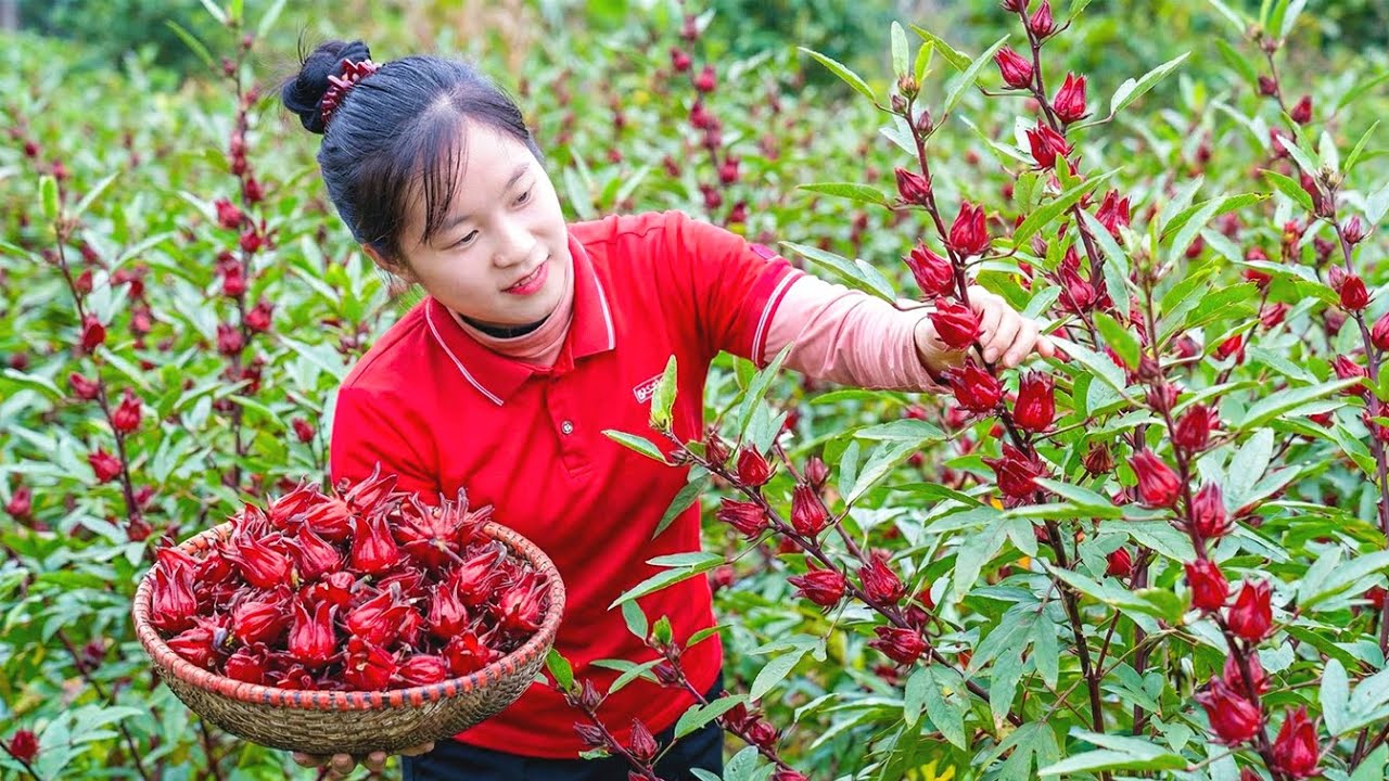 Amazing: Harvesting a Vibrant Red Atiso Garden & Selling at the Local Market 🌿 | Farm Life Tropics