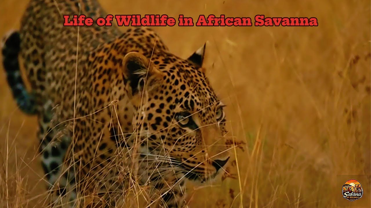 The African Savanna Ecosystem: Life, Death, and Natural Balance