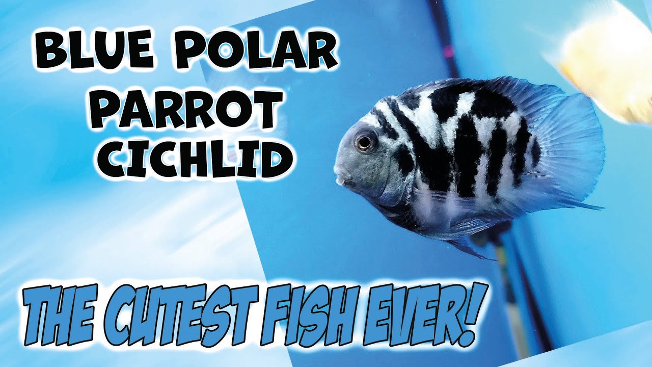 Blue Polar Parrot Cichlid part 1 - My favorite fish