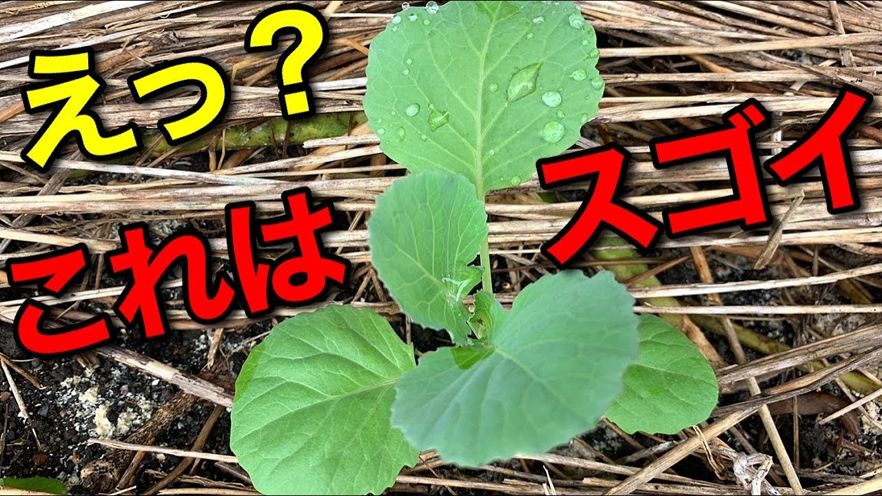 緊急事態！虫食いがひどすぎるので○○してみたら一瞬でいなくなった！【白菜、キャベツ、ブロッコリー自然栽培】