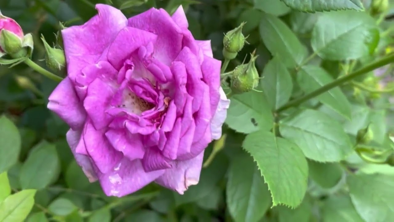 Rose &lsquo; Life&rsquo;s Little Pleasures&rsquo;