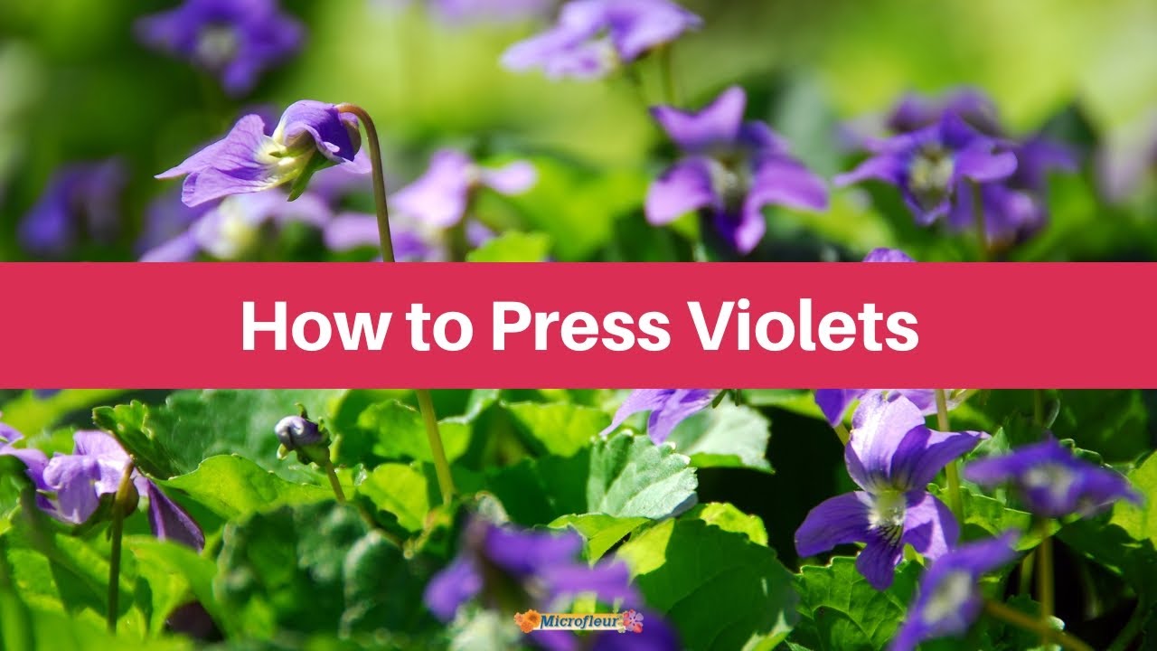 Pressing Violets