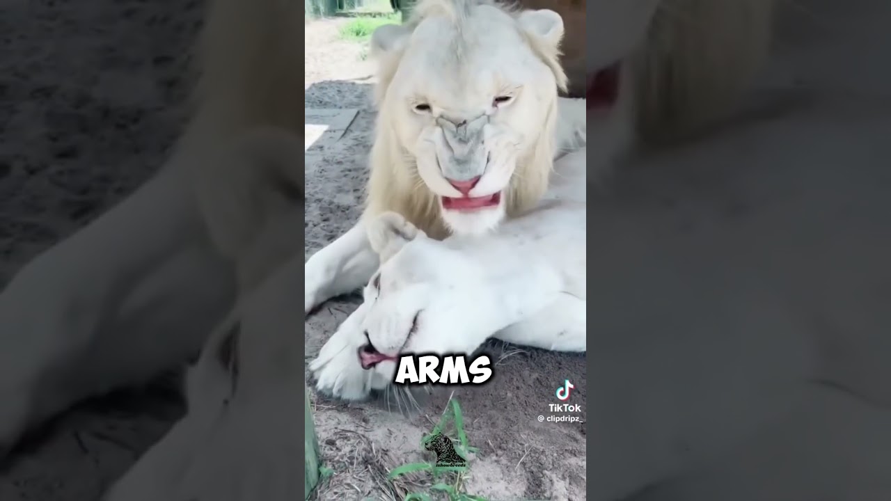 How to survive a lion attack#survival#animals#youtubeshort