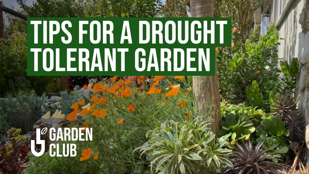Create a DROUGHT-TOLERANT GARDEN 🌵: Top Water-Saving Tips and Plant Choices