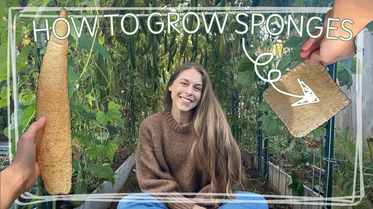 GROW YOUR OWN SPONGES RIGHT IN YOUR BACKYARD! Growing Luffa/Loofah - Growing To Eat/Growing To Dry
