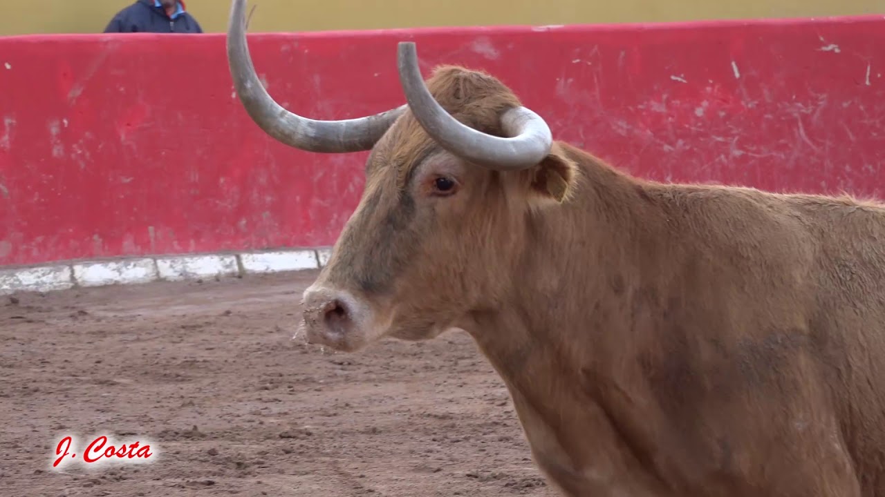 Resumen capea vacas de Manuel Caro - J.Costa