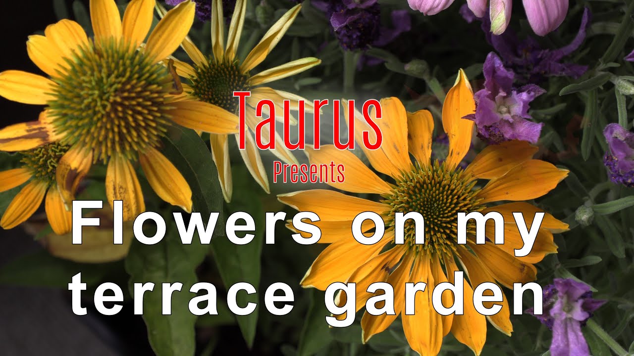 Flowers on my terrace garden