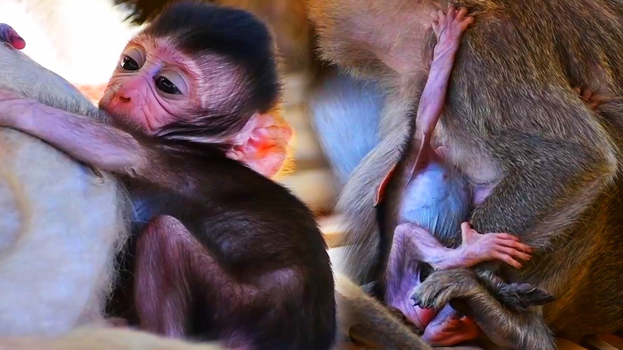 Adorable Old Mommy Monkey Really Takes The Best Care Of Her Lovely Baby