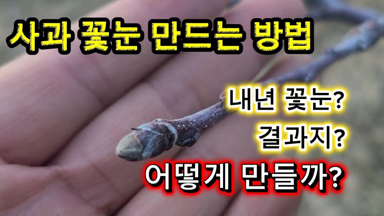 사과 꽃눈 어떻게 만들고 내년 꽃눈과 결과지??#나리온 전지가위