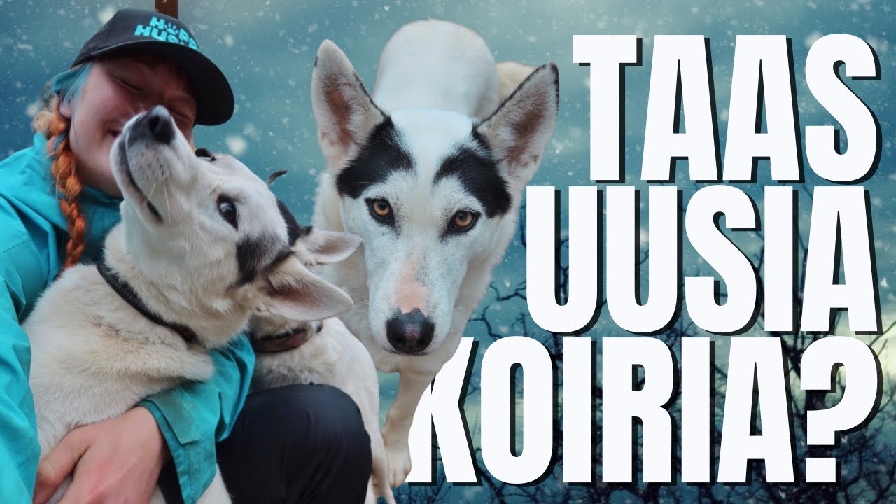 UUSIA KOIRIA | Ivaloon satoi ensilumi❄️
