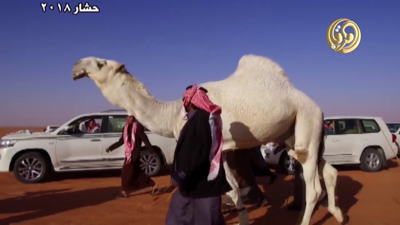 مسيرة الفحل حشار 2018 فئة فردي الفحول مغاتير لمالك الابل عبد الرحمن بن سعود بن قويزان