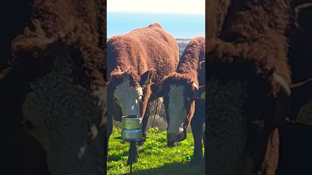 The Trangia Camping Stove, So Good, Even the Cows Are Using Them! Naturehike Opalus 3 Tent