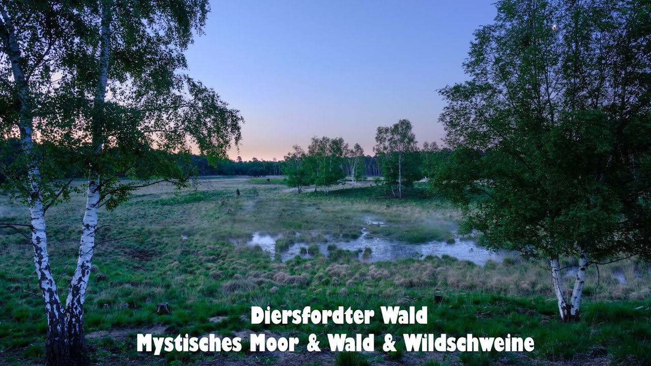 Mystische Moor - Wald bei Sonnenaufgang - Wildschweine und Mücken - Diersfordter Wald
