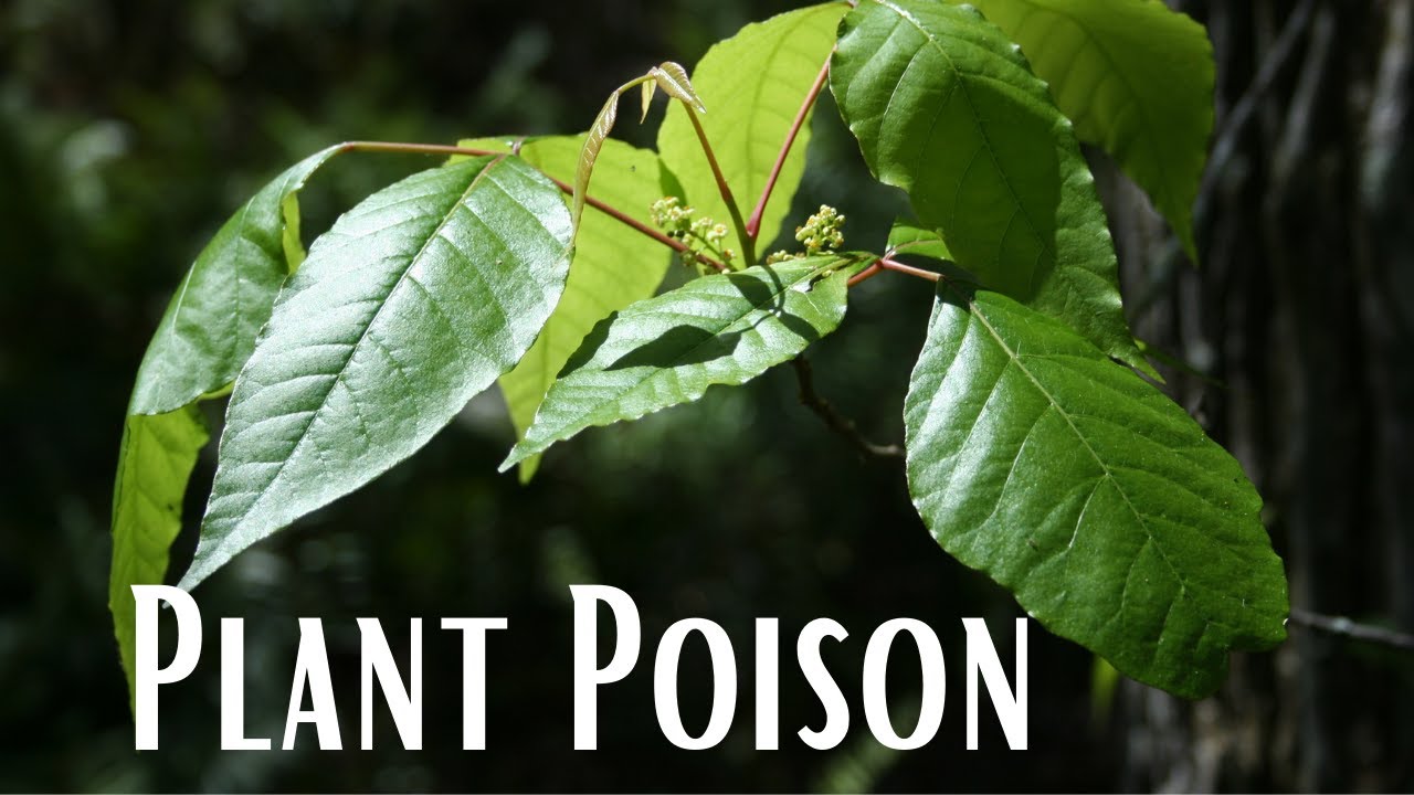 Plant Poison