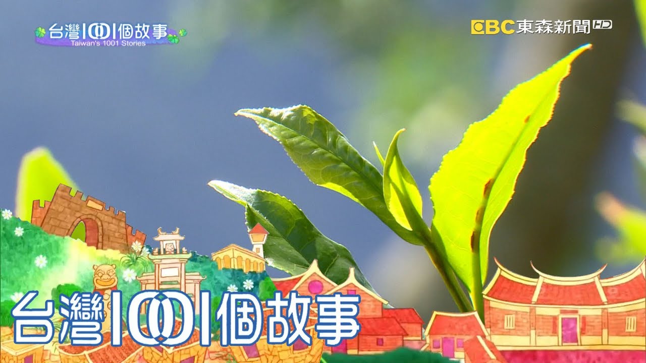 南臺灣原生種山茶 爬樹採茶高難度 part5 台灣1001個故事