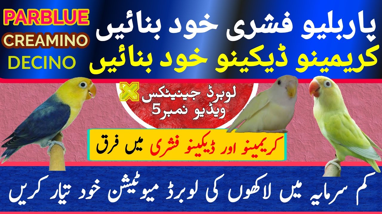 Produce Creamino DECINO Vid #5| Produce Parblue Lovebird | کریمینو ڈیکینو پار بلیو فشریز کی تیاری