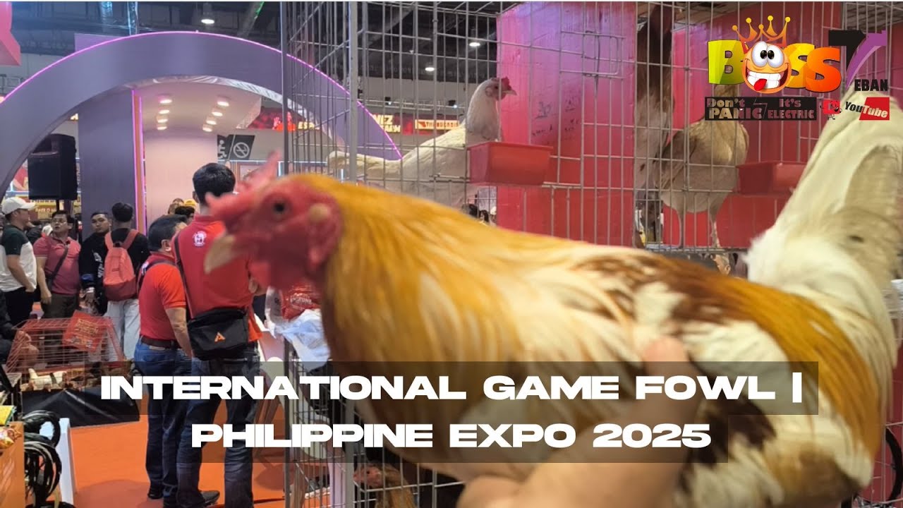 International Gamefowl Festival 2025 PART 1