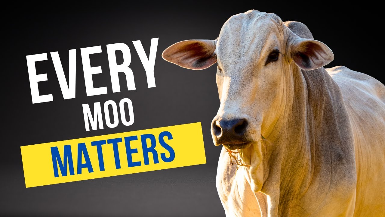 From Lost to Located: Revolutionize Your Ranching with mOOvement!