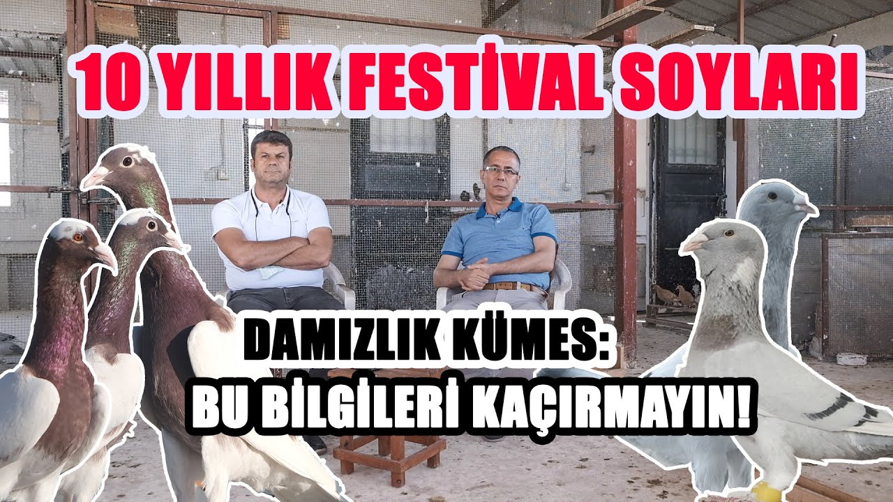 10 YILLIK FESTİVAL SOYLARI: GÜVERCİN NASIL EŞ EDİLMELİ? BU BİLGİLERİ KAÇIRMAYIN!
