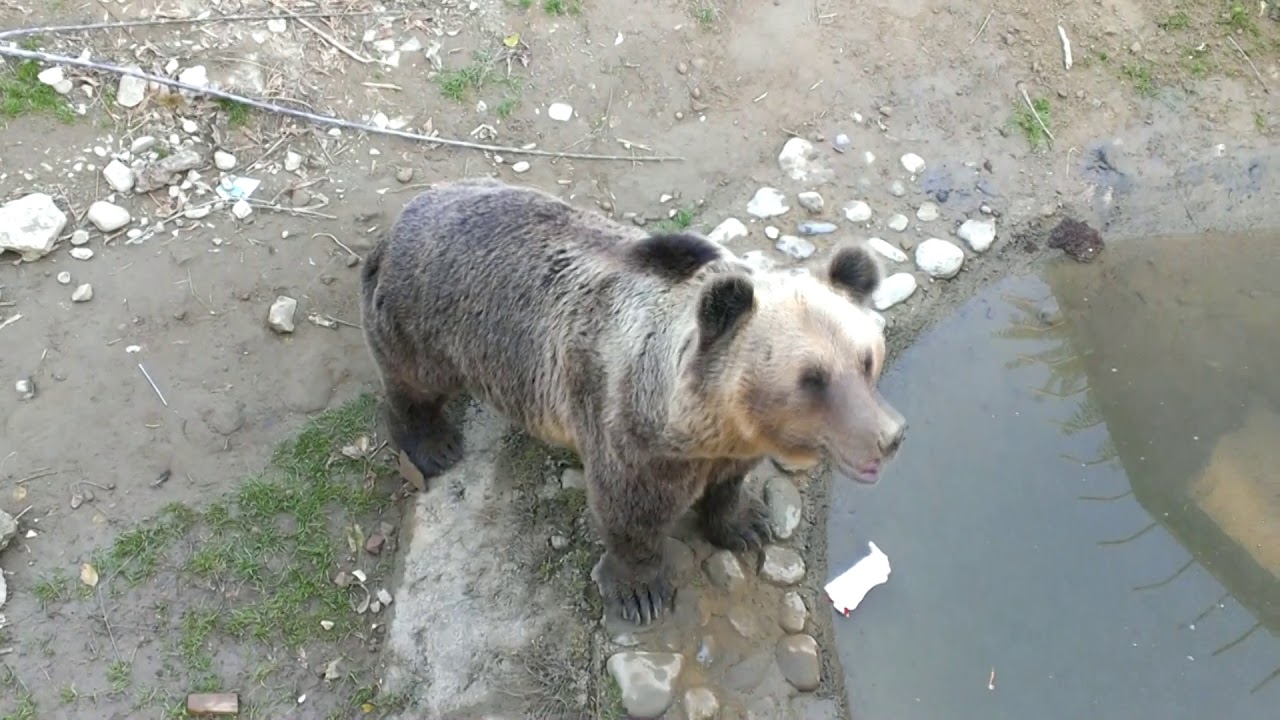 ZOO SKOPJE MAKEDONIJA | ЗОО СКОПЈЕ МАКЕДОНИЈА | ZOO SKOPJE MACEDONIA
