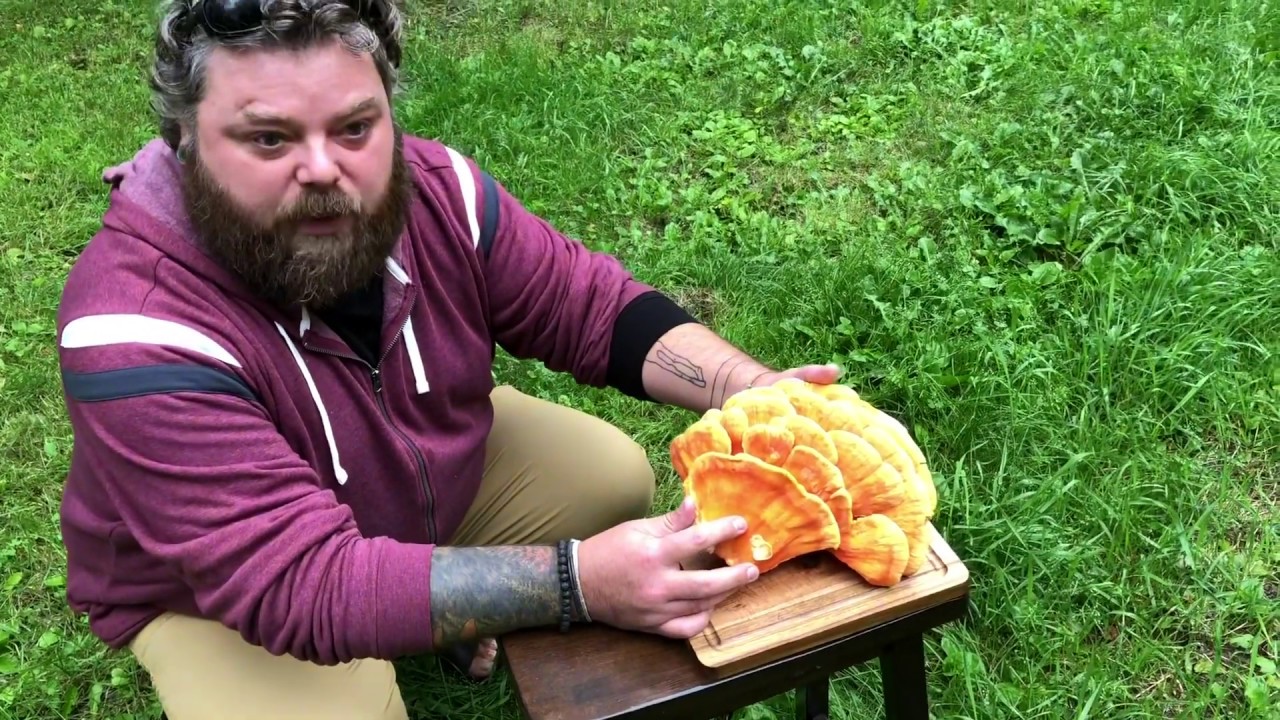 How to make chicken of the woods jerky
