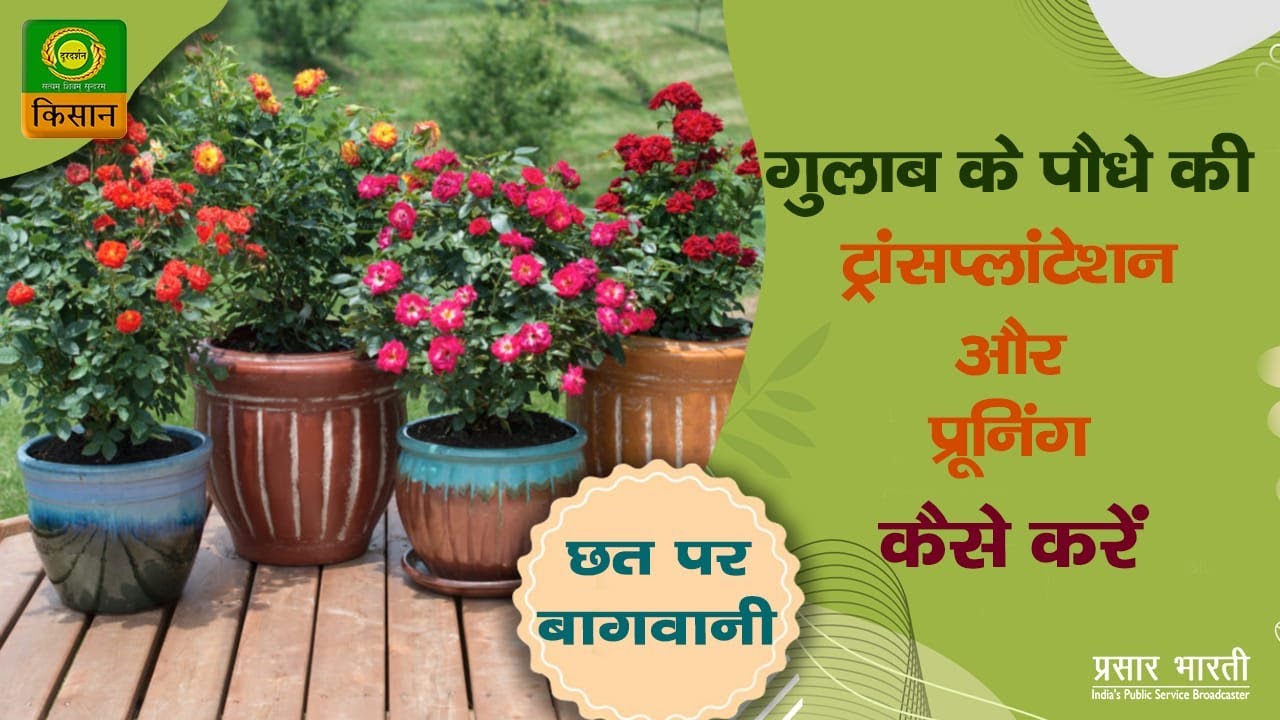 Chhat par Bagwani :  How to repotting and pruning of rose plants | Oct. 29,2022