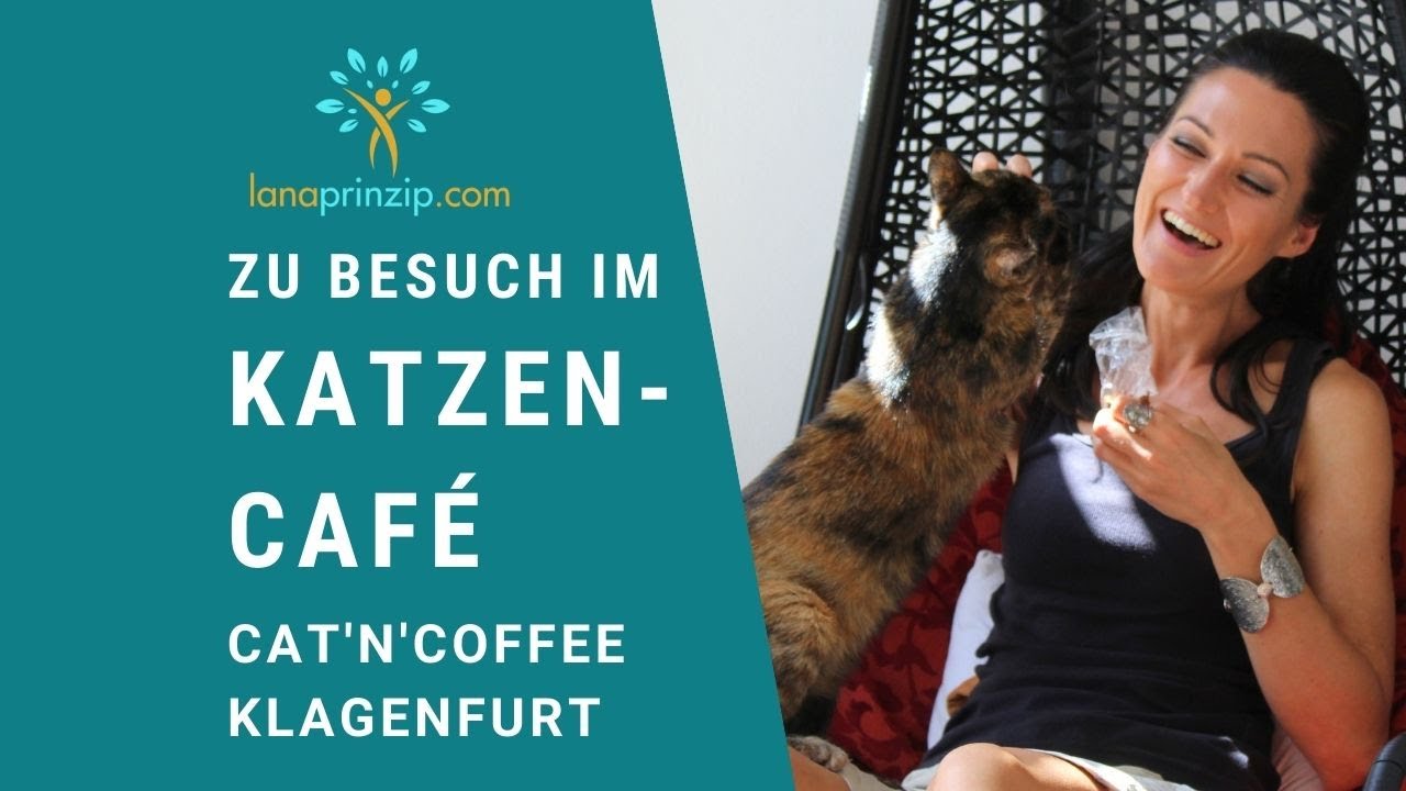 Lana auf Besuch im Katzen-Cafè Cat'n'coffe in Klagenfurt am Wörthersee, Kärnten