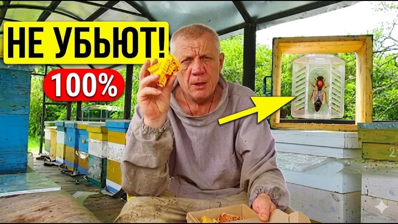Подсадка матки. Один из самых надёжных способов. Дающий почти 100% результат!