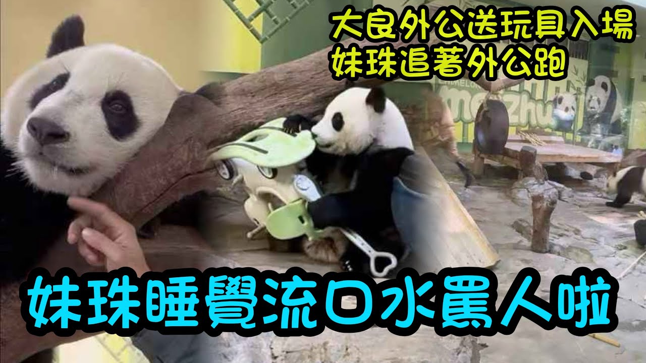 2月6日 妹珠流口水哼哼唧唧像是在罵人，睡懶覺的妹珠聽著大良外公在旁邊啰啰嗦嗦#panda #cutepanda  #熊貓妹珠
