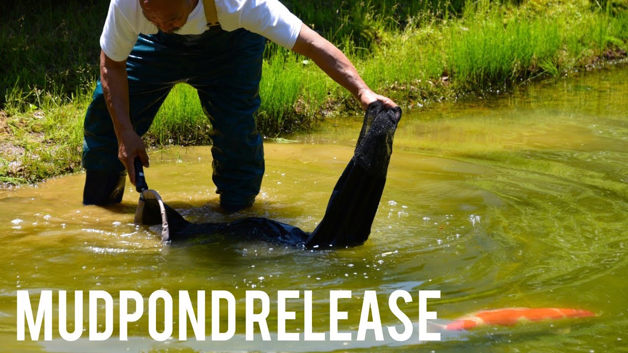 Why Japan Koi Farmer Release Their Fish In Mudpond