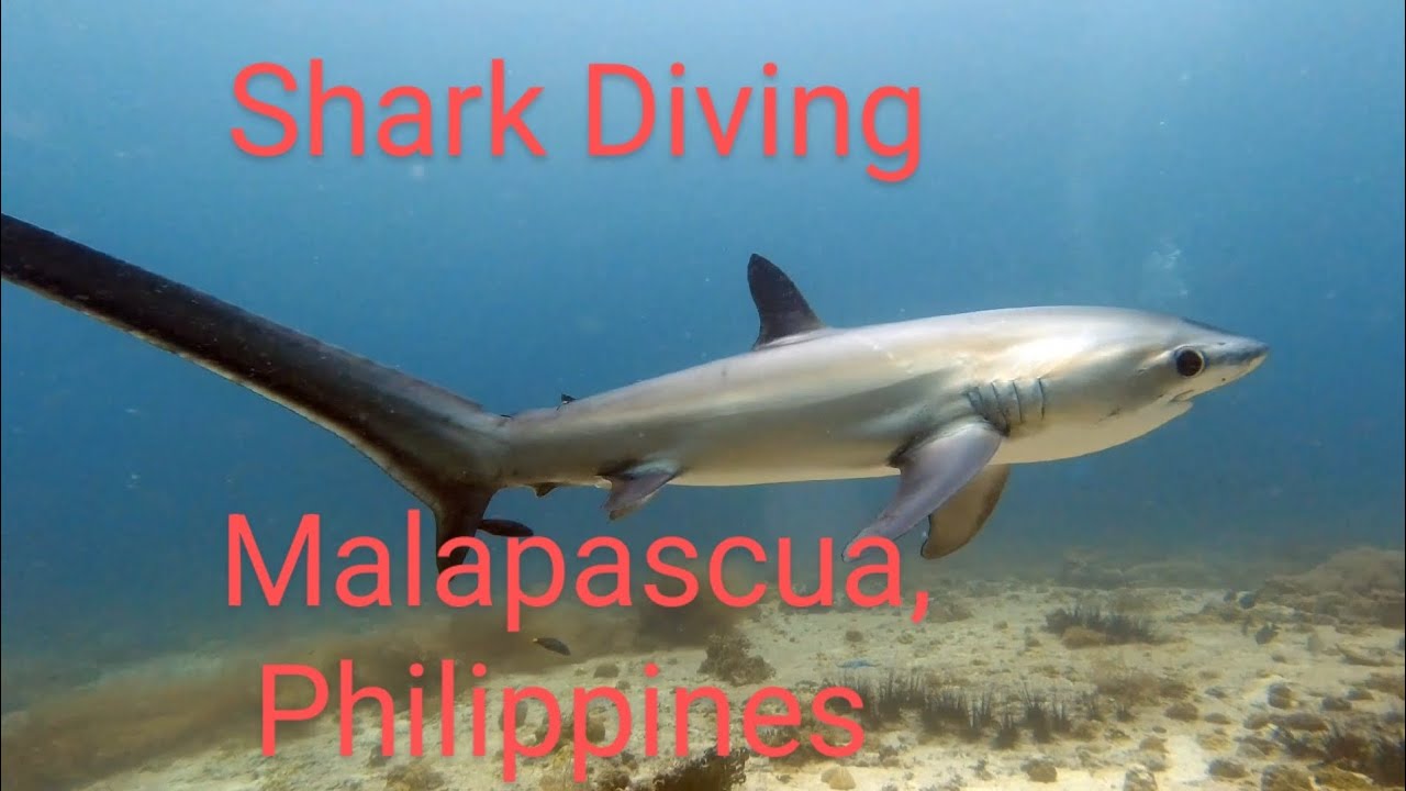 Diving with Sharks: Malapascua Philippines 🇸🇽