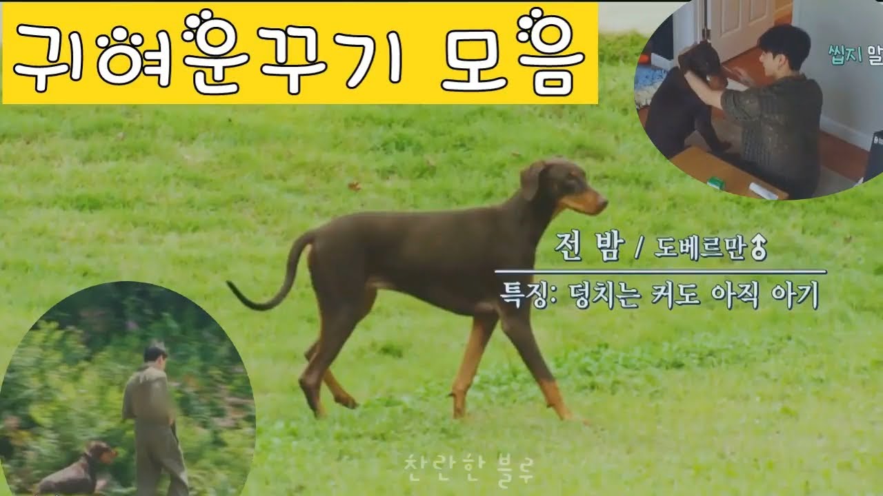 *BTS jungkook,bam*  귀여운 꾸기모음(까메오 밤)