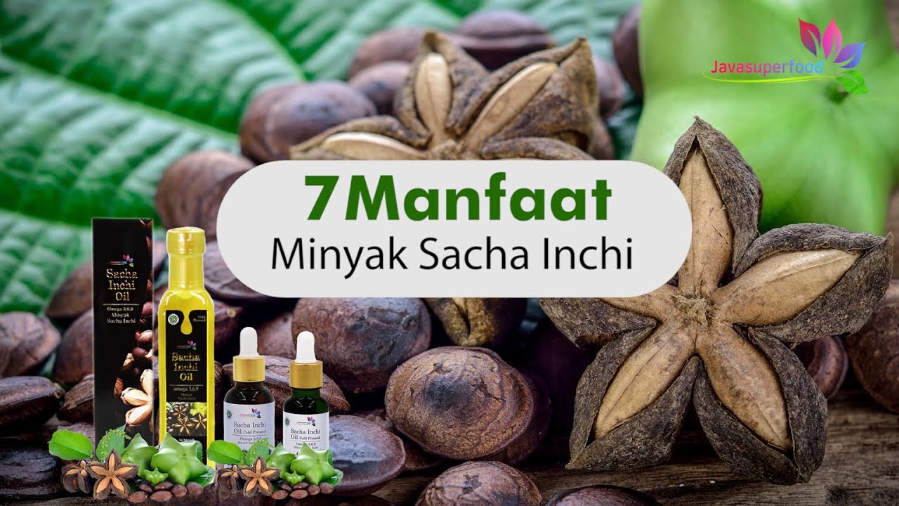 [JAVA SUPERFOOD] 7 Manfaat Sacha Inchi/benefits of sach inchi